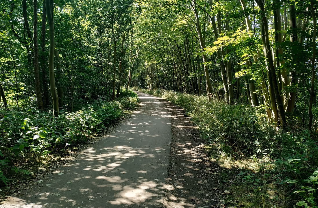 Grüner Abschnitt des Ostseeküsten-Radwegs durch einen Küstenwald